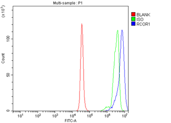 CoREST/RCOR1 Rabbit Polyclonal Antibody
