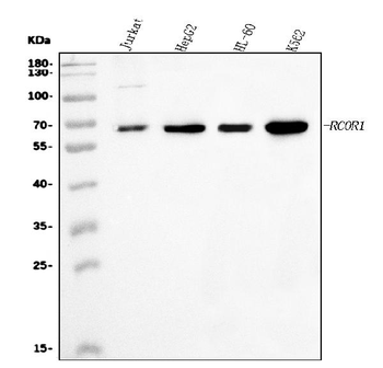 CoREST/RCOR1 Rabbit Polyclonal Antibody