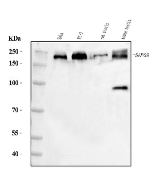 JLP/SPAG9 Rabbit Polyclonal Antibody