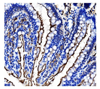 CD13/ANPEP Mouse Monoclonal Antibody