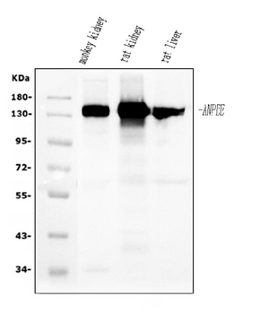 CD13/ANPEP Mouse Monoclonal Antibody