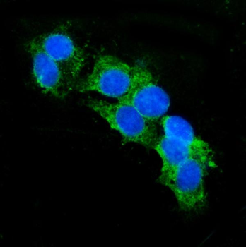 CD13/ANPEP Mouse Monoclonal Antibody