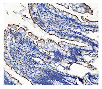 CD13/ANPEP Mouse Monoclonal Antibody