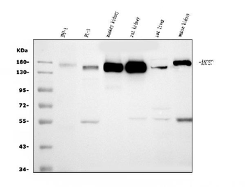 CD13/ANPEP Mouse Monoclonal Antibody