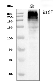 Ki67 Mouse Monoclonal Antibody