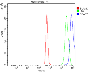 DBC-1/CCAR2/DBC Rabbit Polyclonal Antibody