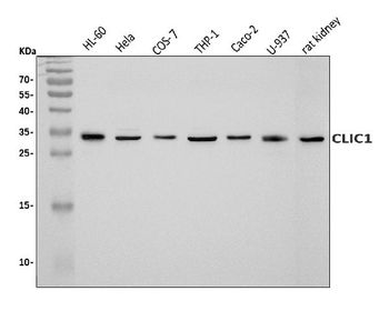 CLIC1 Rabbit Polyclonal Antibody
