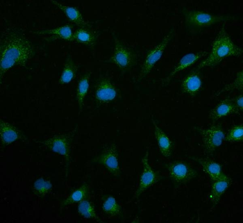 Contactin 1/CNTN1 Rabbit Polyclonal Antibody