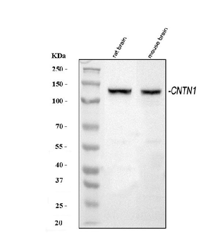 Contactin 1/CNTN1 Rabbit Polyclonal Antibody