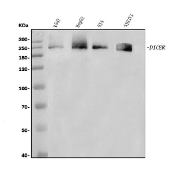 Dicer/DICER1 Rabbit Polyclonal Antibody