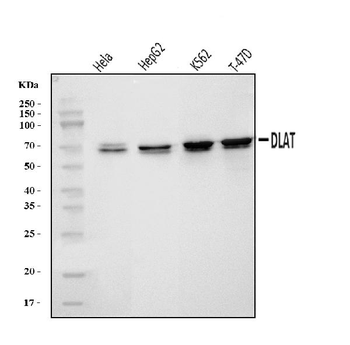 DLAT Rabbit Polyclonal Antibody