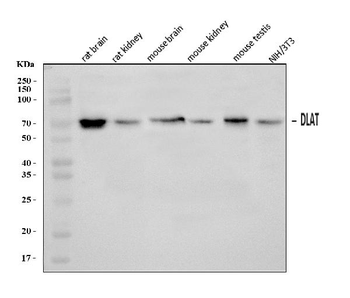 DLAT Rabbit Polyclonal Antibody