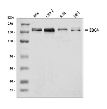 EDC4 Rabbit Polyclonal Antibody