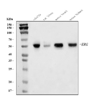 ERG Rabbit Polyclonal Antibody