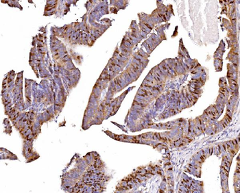 Geminin/GMNN Rabbit Polyclonal Antibody
