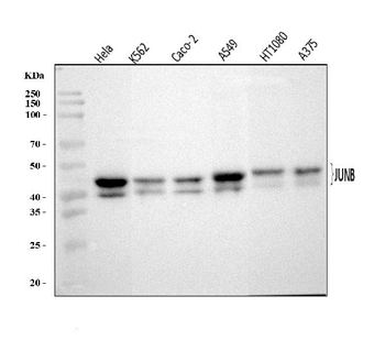 JUNB Rabbit Polyclonal Antibody