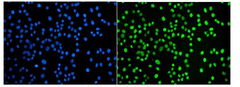 JUNB Rabbit Polyclonal Antibody