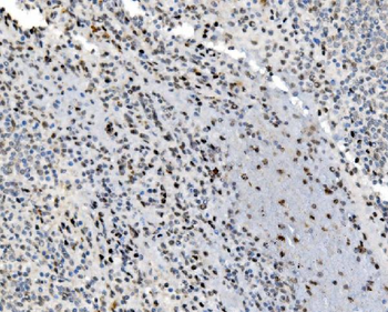 JUNB Rabbit Polyclonal Antibody