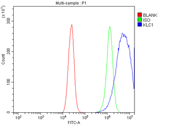 KLC1 Rabbit Polyclonal Antibody