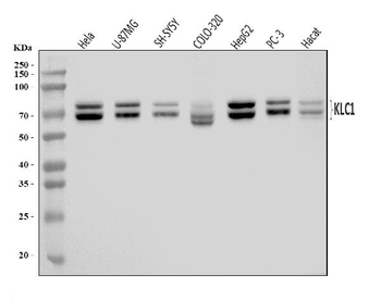 KLC1 Rabbit Polyclonal Antibody