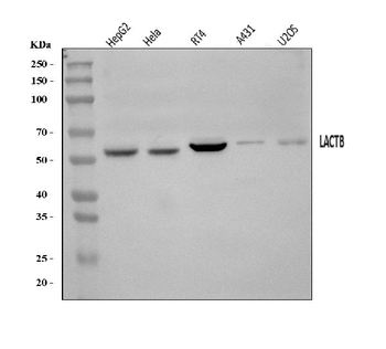 LACTB Rabbit Polyclonal Antibody