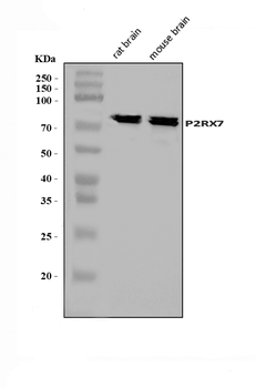 P2X7/P2RX7 Rabbit Polyclonal Antibody
