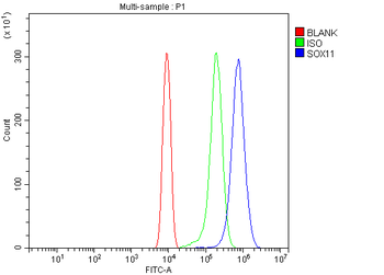 Sox11 Rabbit Polyclonal Antibody