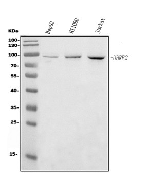 NIRF Mouse Monoclonal Antibody