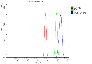 Rab11A Mouse Monoclonal Antibody