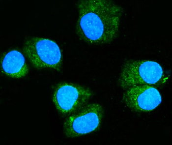Rab11A Mouse Monoclonal Antibody