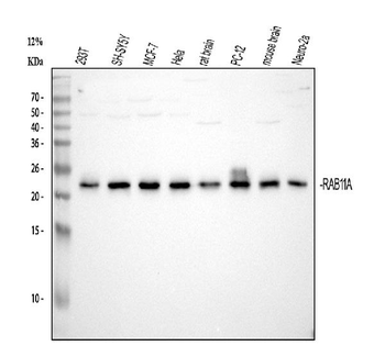 Rab11A Mouse Monoclonal Antibody