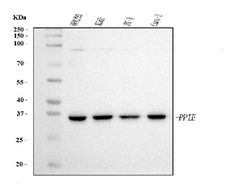 Cyclophilin E/PPIE Mouse Monoclonal Antibody