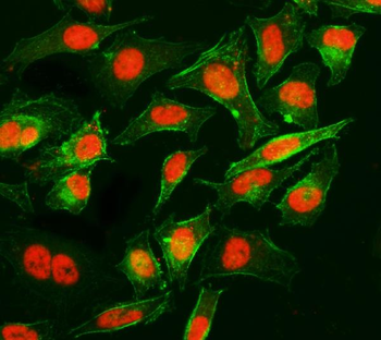 Cyclophilin E/PPIE Mouse Monoclonal Antibody