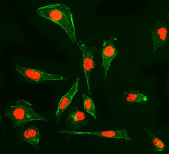 Cyclophilin E/PPIE Mouse Monoclonal Antibody