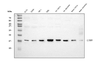 LSM8 Mouse Monoclonal Antibody