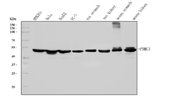 TBP-1/PSMC3/TBP Mouse Monoclonal Antibody