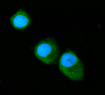 Annexin VI Mouse Monoclonal Antibody