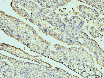 Annexin VI Mouse Monoclonal Antibody