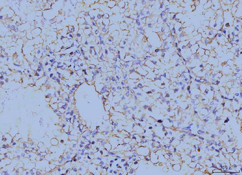 Annexin VI Mouse Monoclonal Antibody