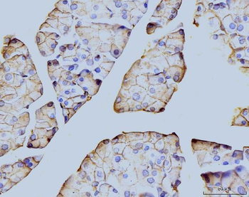 Annexin VI Mouse Monoclonal Antibody