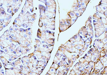 Annexin VI Mouse Monoclonal Antibody