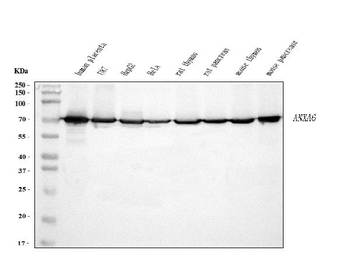 Annexin VI Mouse Monoclonal Antibody