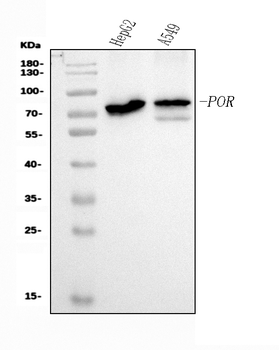 POR Mouse Monoclonal Antibody