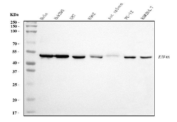 EIF4A1 Mouse Monoclonal Antibody