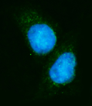 EIF4A1 Mouse Monoclonal Antibody