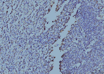EIF4A1 Mouse Monoclonal Antibody