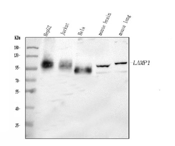 LAMP1 Rabbit Polyclonal Antibody