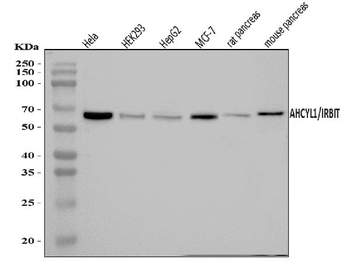 IRBIT/AHCYL1 Rabbit Polyclonal Antibody