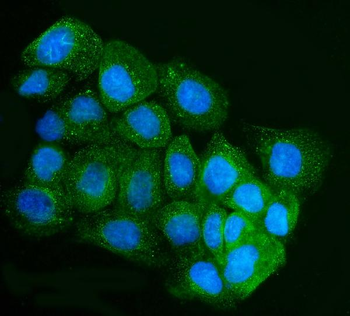 IRBIT/AHCYL1 Rabbit Polyclonal Antibody