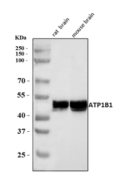 ATP1B1 Rabbit Polyclonal Antibody